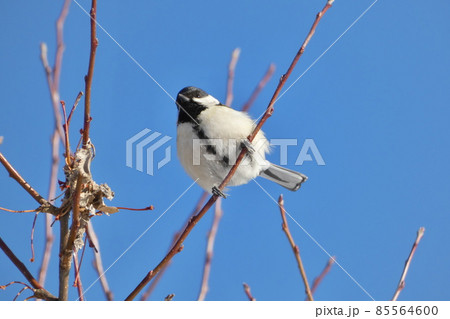 ふっくらシジュウカラ 85564600