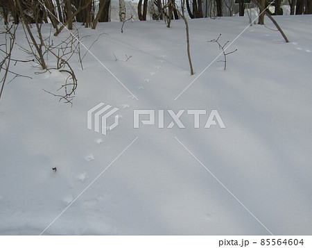 鳥の足跡 雪 鳥の足跡 雪 85564604