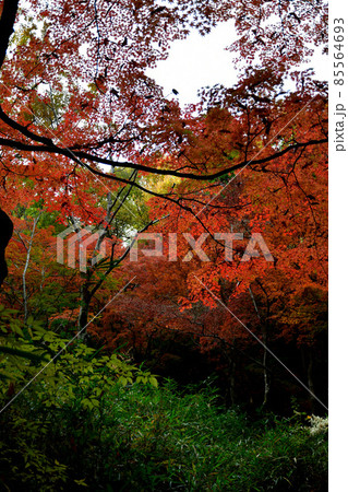 【紅葉】摂津峡公園の紅葉 85564693