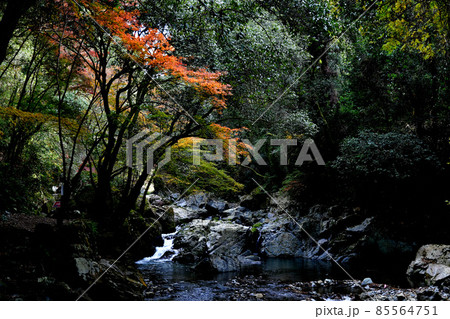 【紅葉】摂津峡公園の紅葉 85564751