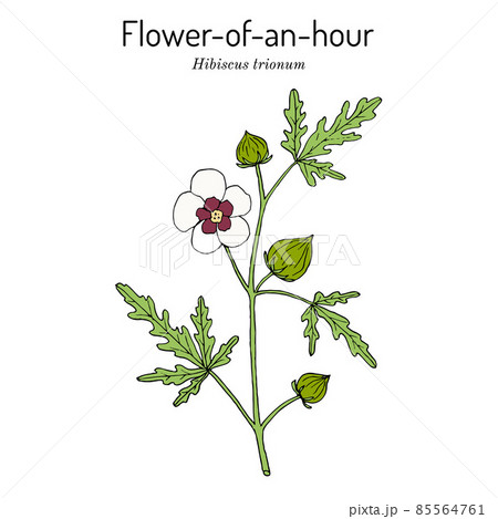 Flower-of-an-hour or bladder ketmia Hibiscus trionum , ornamental and medicinal plant 85564761