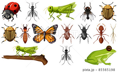Different insects collection isolated on white background Different insects collection isolated on white background 85565198