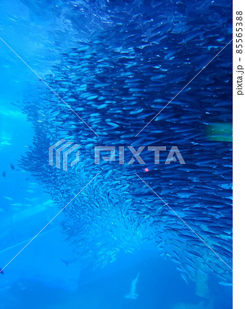 水族館の写真素材 85565388