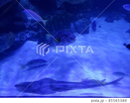 水族館の写真素材 85565389
