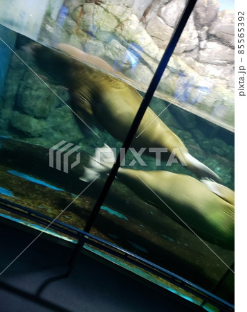 水族館の写真素材 水族館の写真素材 85565392