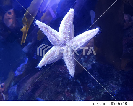 水族館の写真素材 85565509