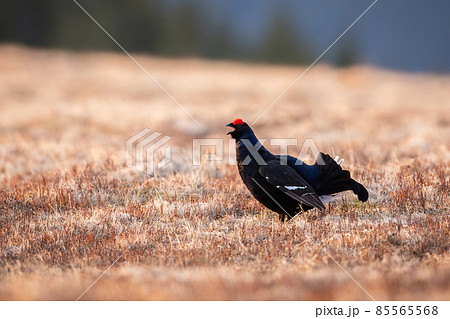 Male black grouse lekking and displaying on meadow in spring mating season Male black grouse lekking and displaying on meadow in spring mating season 85565568