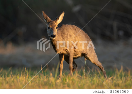 Roe deer doe urinating on a meadow in spring nature. 85565569
