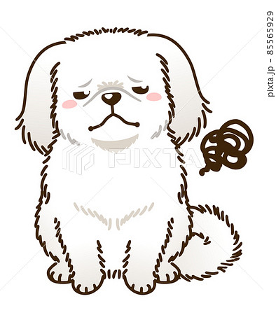不満があるペキニーズ（白） 85565929