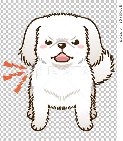 來勢洶洶的北京犬(白) 來勢洶洶的北京犬(白) 85565939