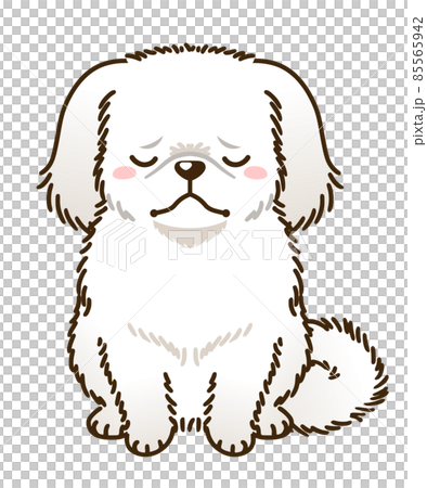 落ち込むペキニーズ（白） 85565942