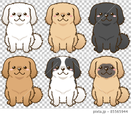 色々な毛色のペキニーズのイラスト素材