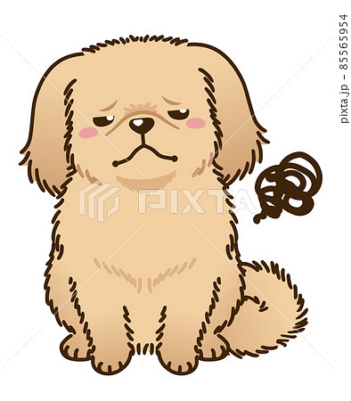 不満があるペキニーズ(レッド系) 不満があるペキニーズ(レッド系) 85565954