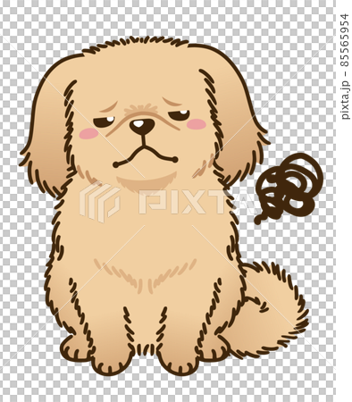 不満があるペキニーズ(レッド系) 不満があるペキニーズ(レッド系) 85565954