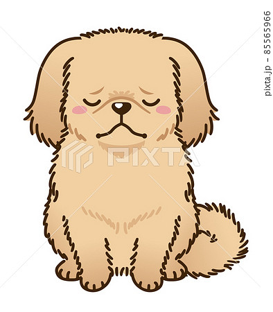 落ち込むペキニーズ レッド系 のイラスト素材