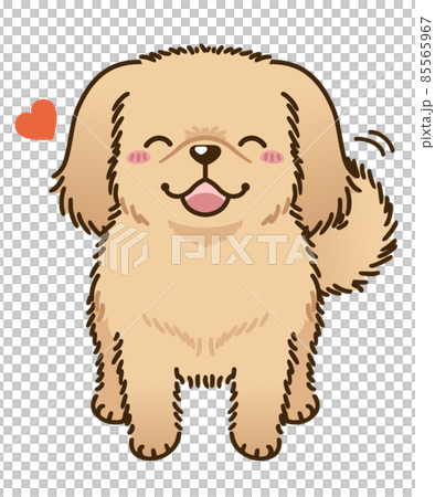 なつくペキニーズ（レッド系） 85565967