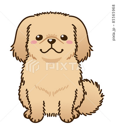 ペキニーズ（レッド系） 85565968