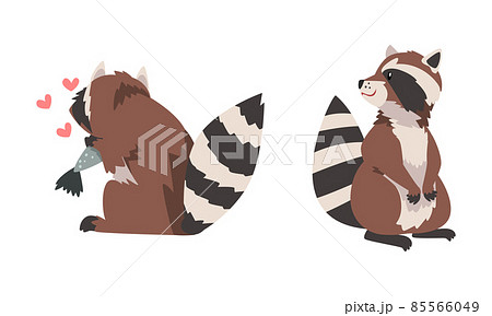 Funny Raccoon with Striped Tail Sitting and Eating Fish Vector Set Funny Raccoon with Striped Tail Sitting and Eating Fish Vector Set 85566049