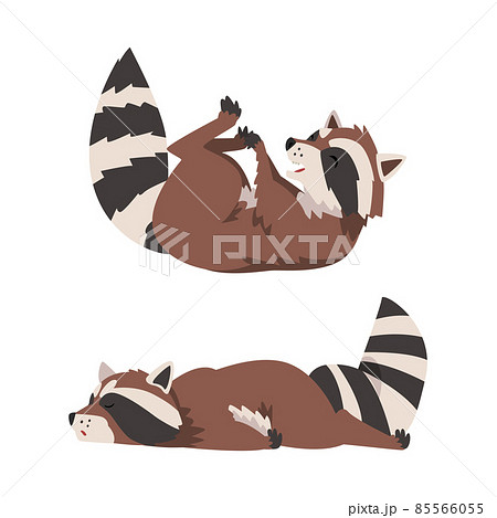 Funny Raccoon with Striped Tail Rolling on Its Back and Lying Vector Set Funny Raccoon with Striped Tail Rolling on Its Back and Lying Vector Set 85566055