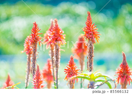 冬の爪木崎 85566132