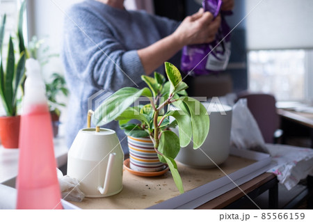 Caucasian woman planting flower in ceramic pot Caucasian woman planting flower in ceramic pot 85566159