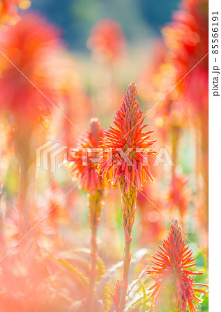 冬の爪木崎 85566191