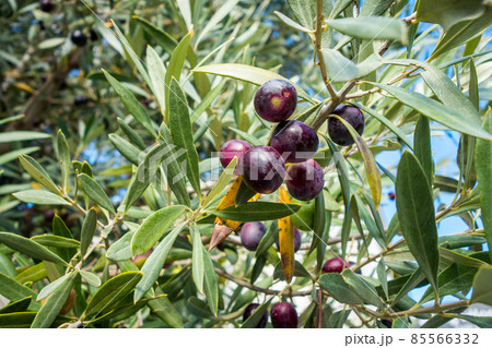 Olive three close-up view Olive three close-up view 85566332