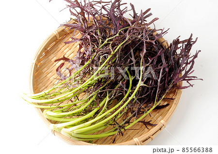 赤からし菜 85566388