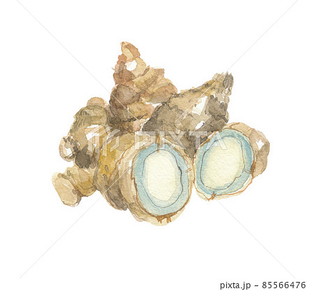 莪蒁　ガジュツ　根 85566476