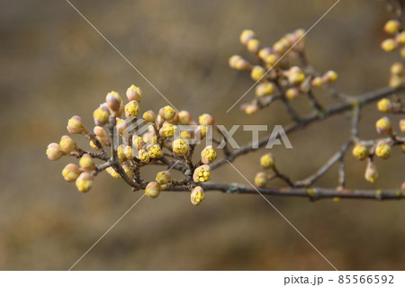 Branches with flower buds of European cornel or Cornus mas in spring 85566592