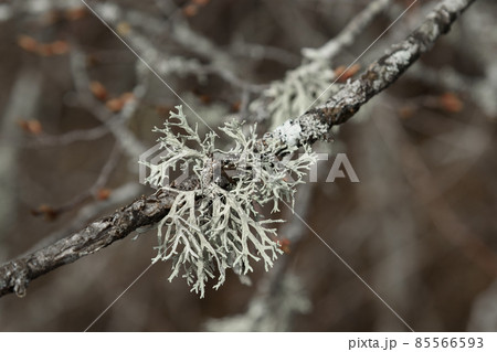 Lichen Evernia prunastri growing on oak tree branch 85566593