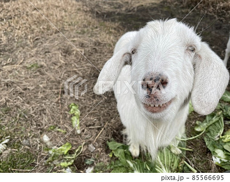 お腹いっぱいの白ヤギ お腹いっぱいの白ヤギ 85566695