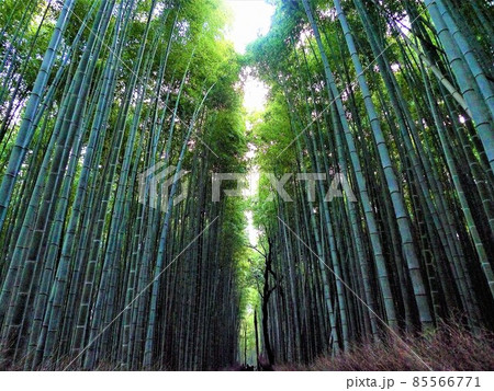 京都、嵯峨野、嵐山の竹林の小径、左右に背の高い竹林がそびえ立ち壮観な眺め、若竹の緑色が清々しい 京都、嵯峨野、嵐山の竹林の小径、左右に背の高い竹林がそびえ立ち壮観な眺め、若竹の緑色が清々しい 85566771