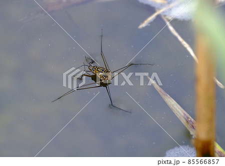 水面を滑るように移動するシマアメンボ 85566857