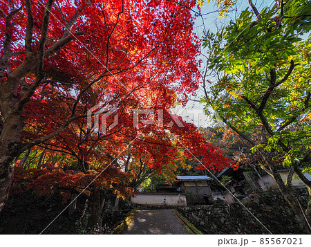 河内長野市の小さなお寺の真っ赤な紅葉 地蔵寺 85567021