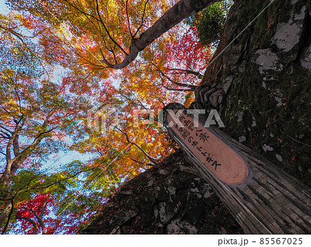 河内長野市の小さなお寺の真っ赤な紅葉 地蔵寺 河内長野市の小さなお寺の真っ赤な紅葉 地蔵寺 85567025