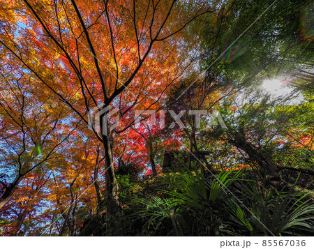 河内長野市の小さなお寺の真っ赤な紅葉 地蔵寺 河内長野市の小さなお寺の真っ赤な紅葉 地蔵寺 85567036