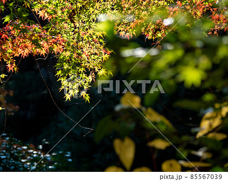 河内長野市の小さなお寺の真っ赤な紅葉 地蔵寺 河内長野市の小さなお寺の真っ赤な紅葉 地蔵寺 85567039
