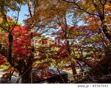 河内長野市の小さなお寺の真っ赤な紅葉 地蔵寺 河内長野市の小さなお寺の真っ赤な紅葉 地蔵寺 85567042