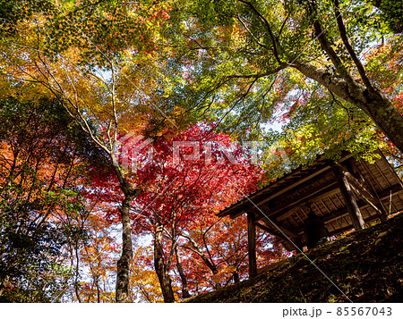 河内長野市の小さなお寺の真っ赤な紅葉 地蔵寺 河内長野市の小さなお寺の真っ赤な紅葉 地蔵寺 85567043