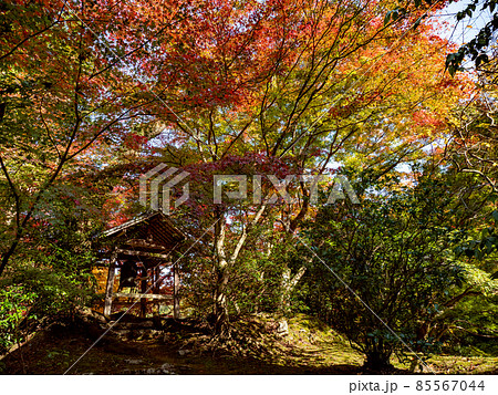 河内長野市の小さなお寺の真っ赤な紅葉 地蔵寺 85567044