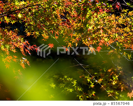 河内長野市の小さなお寺の真っ赤な紅葉 地蔵寺 85567046