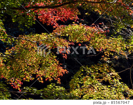河内長野市の小さなお寺の真っ赤な紅葉 地蔵寺 85567047