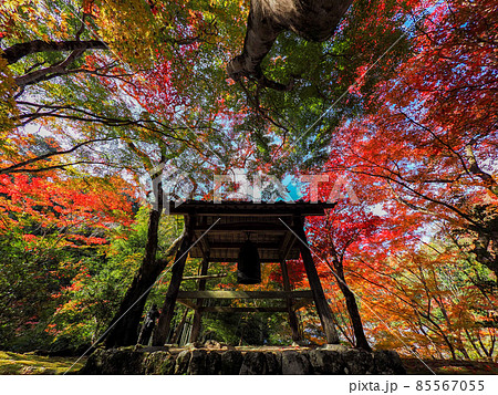 河内長野市の小さなお寺の真っ赤な紅葉 地蔵寺 85567055