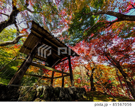 河内長野市の小さなお寺の真っ赤な紅葉 地蔵寺 85567056