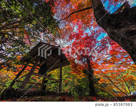 河内長野市の小さなお寺の真っ赤な紅葉 地蔵寺 河内長野市の小さなお寺の真っ赤な紅葉 地蔵寺 85567063