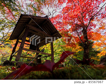 河内長野市の小さなお寺の真っ赤な紅葉 地蔵寺 85567067