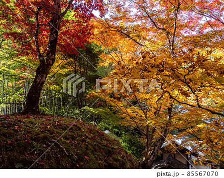 河内長野市の小さなお寺の真っ赤な紅葉 地蔵寺 85567070