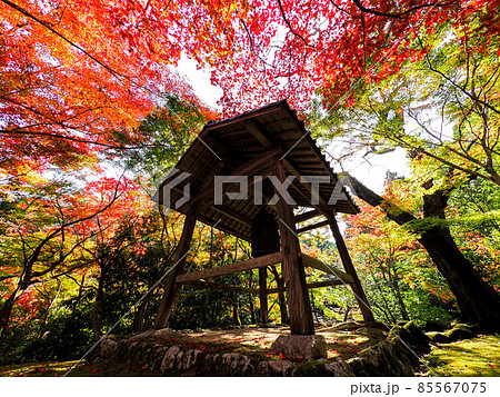 河内長野市の小さなお寺の真っ赤な紅葉 地蔵寺 85567075
