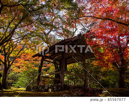 河内長野市の小さなお寺の真っ赤な紅葉 地蔵寺 河内長野市の小さなお寺の真っ赤な紅葉 地蔵寺 85567077